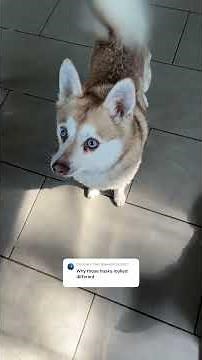 “Why do these huskies look so different?” The No1 Question We Get Answered