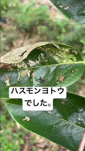 柿の害虫図鑑 ハスモンヨトウ