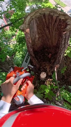 Arborist removing a hollow trunk at the top of a sweetgum