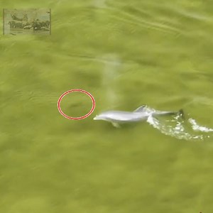 1M views · 187 reactions | This is a hunt of intelligent dolphins. #Animal | Nature Life | Facebook