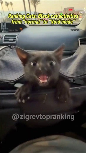 Ranking Cats: Black cat activities from "normal" to "void mode" #cat #ranking #funnycats