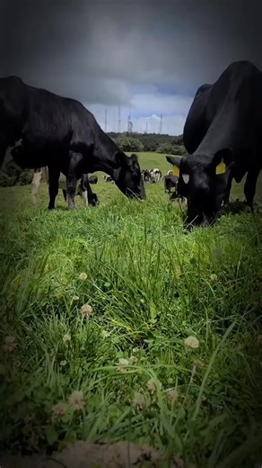 Calculating pasture needs for cattle grazing #LivestockManagement #PastureEvaluation #CattleNutrition #ForageCalculation #StockingRate #GrazingManagement #FarmMath #SustainableRanching #GrasslandProductivity #LivestockFeeding #RuralSkills | Let’s Gardening