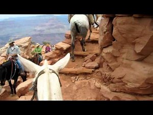 Grand Canyon Mule Ride