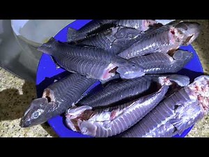 CAST NETTING THOUSANDS of FISH in the EVERGLADES! CASCADOO HASSA FISH CATCH CLEAN & COOK