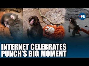 ‘Pure Happiness’: Internet Celebrates As Punch Is Embraced By His Troop