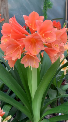 One of our secret series beauties - a gorgeous salmon pink interspecific Clivia! #CliviaLove #SecretSeries #RareBlooms #cliviashorts #pinkclivia #utopiaclivias #flowermagic Clivia at Utopia Clivias | Clivia at Utopia Clivias