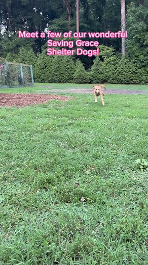 Saving Grace NC on TikTok