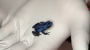 Exploring an abandoned zoo... animals were still alive inside