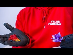 Our Saffron Book, Course, and Community (Saffron Q&A)