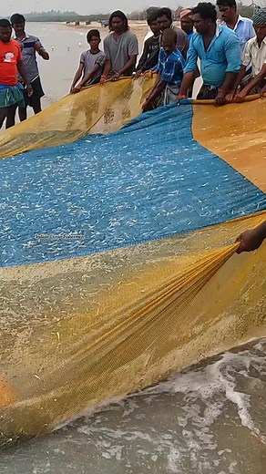 1.2M views · 10K reactions | Seashore Nethili fish catch in net|Seashore fishing #reels #fishing Indian Ocean Fishermen\இந்திய பெருங்கடல் மீனவன் | இந்திய பெருங்கடல் மீனவன் Indian Ocean Fisherman | Facebook