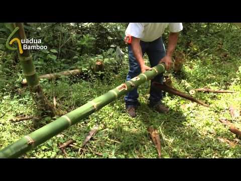 Harvesting Bamboo Water