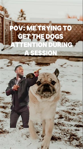 IYKYK😅 i always carry treats with me though when i know there’s a pup coming. ft. one of my own pups 🐾 #photographer #photographersoftiktok #MemeCut