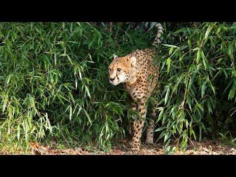 This Untouchable Cheetah Called Cyclops (4K Documentary)