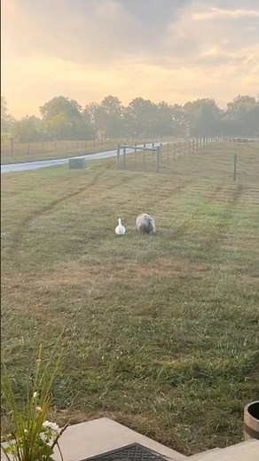 This Duck and Pig Take a Walk Together Every Day 🦆🐖❤️