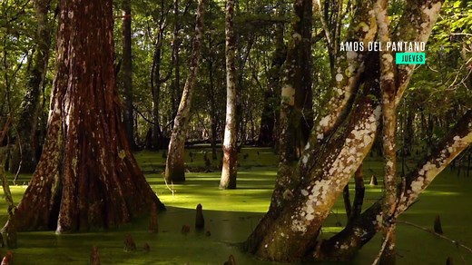 No te pierdas los 10 momentos más peligrosos que vivieron los amos del pantano mientras que cazaban cocodrilos. Todo comienza esta noche a las 9pm ET/6pm PT por History en Español. | History en Español
