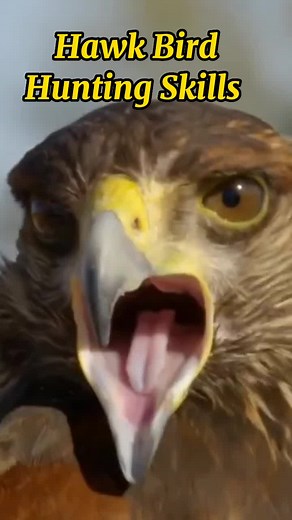 Hawk Bird Hunting Skills and Remarkable Eyesight