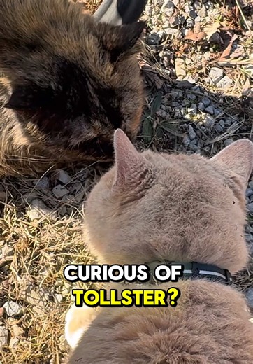 Big nervous tomcat makes new Keekee friends #catrescue #straycat #orangecat #catlover