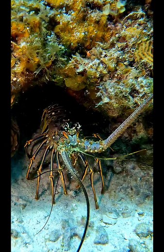 During the day, Caribbean spiny lobsters remain hidden in caves, under ledges, and in crevices on the reef surface. During the twilight hours and at night, individuals are much more active and forage along the reef for small snails and crabs, decaying organic matter, and some plants. Caribbean spiny lobsters will eat most things that they find. . . 🇲🇽español Durante el día, las langostas espinosas del Caribe permanecen escondidas en cuevas, debajo de las repisas y en las grietas de la superfic