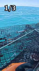 158K views · 3.4K reactions | The time has finally come to go haul the three lobster traps that we built in the previous video to try to catch a world record Lobster. #maine #lobster #interesting #educate #learning | Jacob Knowles | Facebook