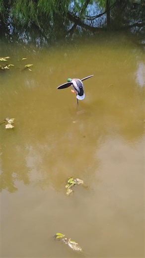 Get this LIMITED EDITION MOJO DECOY While You Can! (Mojo Silver Mallard) • • • • • • • • • • #rogerssportinggoods #mojomallard #decoys #decoyreview #mojosilvermallard #anniversary | Rogers Sporting Goods