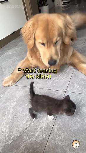 Cat and Dog Protection Stories