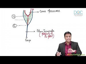 Spinal Cord Neuroanatomy Simplified | Cross Sections, Tracts & Lesions | Dr. Azam MB MBBS