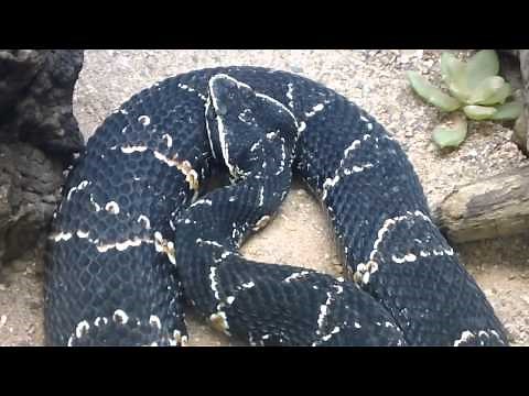 Taylor's Cantil - Agkistrodon taylori