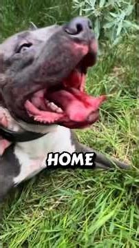 3 Strongest dog breeds 😱💥