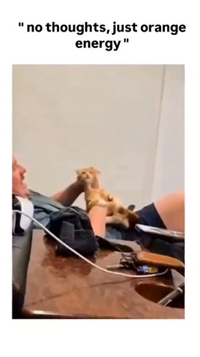 @memes.its.9 on Instagram: "This post features a 47-second video compilation of ginger cats in absurd, playful scenarios, such as wrestling with banana peels and tumbling in cages, captioned "no thoughts, just orange energy" to evoke their chaotic charm. The phrase taps into a viral internet meme portraying ginger cats as uniquely dim-witted yet endearing, amplified by accounts like , which has garnered over 34,000 views and 2,400 likes within hours of posting. While anecdotal stereotypes sugges