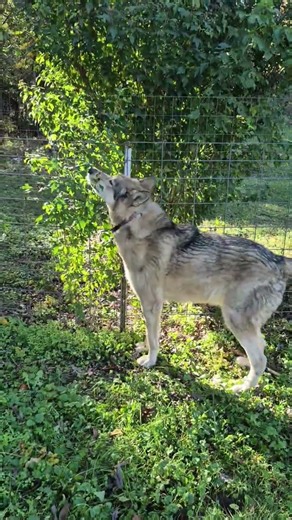 "Rugar Senses Something in the Forest 🌳🐾 🐺 | Epic Wilderness Nature #short