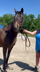 Our Mims Retirement Haven is proud to announce the arrival of My Trusty Cat on June 1, 2023. She is a beautiful bay graded stakes winning mare who just turned 23 years-old on April 10, 2023. She is sired by Tale of the Cat (Storm Cat) and out of the Private Account mare, Entrusted. In 32 races, she amassed a whopping $902,753 for her then-owner Carl Pollard. Spending 3 years on the track she won Grade 3, Grade 2 and Grade 1 races. She also has a black-type stakes race named in her honor at Delta