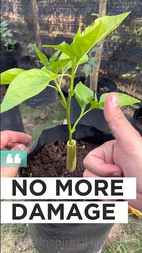 Protect Plant Stems from Snails with This Simple DIY Guard 🐌🌱