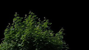 Alpha channel plant tree with a transparent background for overlaying other images during installation