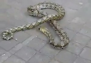 5-meter long python spotted slithering at cemetery in Denpasar | Coconuts