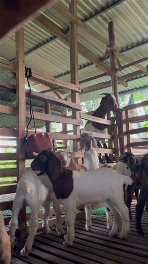 Nuôi dê nhốt chuồng #2