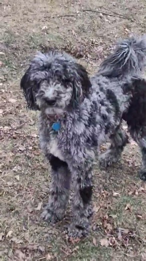 Dog Compialation #DogFun #DogsRule #Laserpets #DogShorts #GoldenDoodle #PetShorts #DogReels #Viral