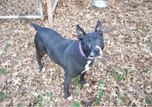 A Precious Pet Ready for Adoption