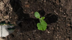 soil fertilize near young sprouts, application of fertile soil with humus, manure and compost, organic fertilizer for garden, seasonal work, close up top view, slow motion