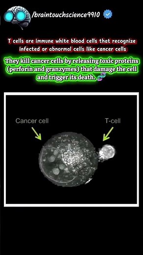How T cell attack on infected cell in your body #facts #science