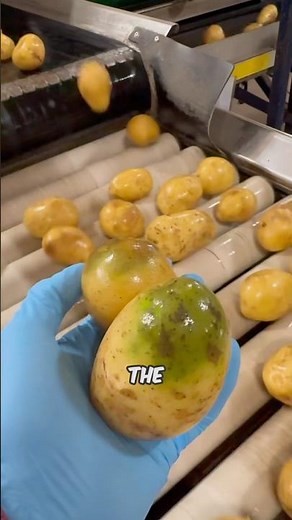 Different Potato Diseases & what causes them #potato