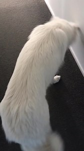 The hall guard demands butt scratches in order to pass https://imgur.com/gallery/GdmMxxm | Imgur