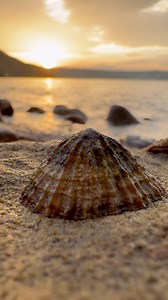 This freshly-revealed shale contained a beautiful Jurassic fossil! 🏝️ We gently split the shale and then carefully opened it! 🦕 Take a look at the gorgeous 185 Million Year Old cephalopod that was preserved inside! 😍 For ammonite rocks to crack open, please visit our official online store yorkshirefossils.NET (link in bio) or message directly on Instagram @yorkshire.fossils 🦕 For more videos, check our YouTube / TikTok! 🏝 Thanks for supporting our page! 🐊 #natural #nature #fossil #fossils 
