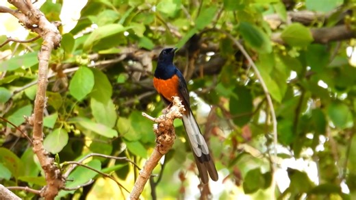 Good morning #Birds & #Nature! White-rumped shama calling (Copsychus malabaricus) India, Southeast Asia. | BIRDS & Nature