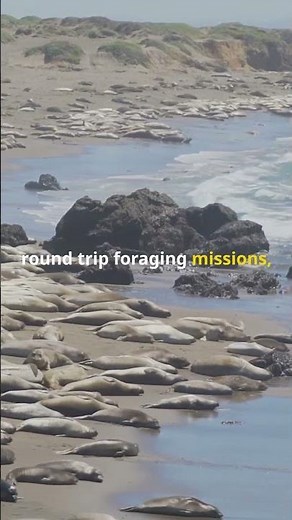 The Seal That Swims 22,000 KM a Year!