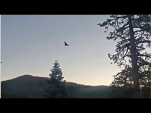 SPIRIT FLEDGES! A Perfect & Beautiful First Flight! 💕 Big Bear Bald Eagles 5.31.22