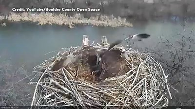 73K views · 213 reactions | A live camera streaming an osprey nest in Colorado caught a glimpse of an attacking bird of prey dive bombing the nest earlier this month, knocking one of the birds from its perch. | Global News | Facebook