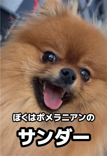30秒でわかるサンダーの魅力⚡️