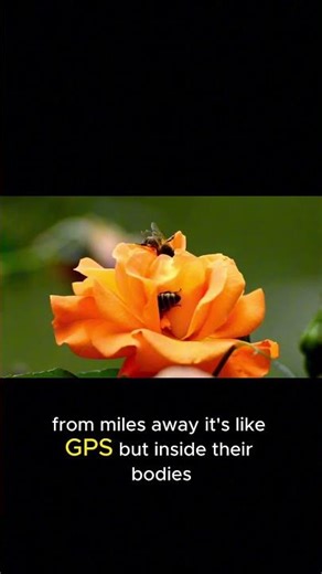 Bees Can Sense Earth’s Magnetic Field 🧭🐝✨ #beefacts #facts #honeybeesting