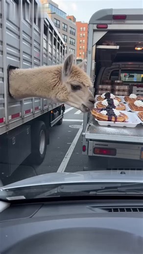 #funnyanimals #animalsoftiktok #britishhumour #satisfying #cabbagedance #alpaca #horse #fyp