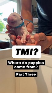 The entire canine reproductive process is a marvel! #veterinarian #puppybrain #puppiesofinstagram | Nicholberry Goldens